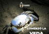 INICIA EN TUXPAN LA VEDA DE CANGREJO AZUL